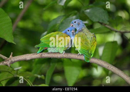 A testa azzurra parrot (Pionus menstruus), due a testa azzurra pappagalli seduto su un ramo e toelettatura, Costa Rica Foto Stock