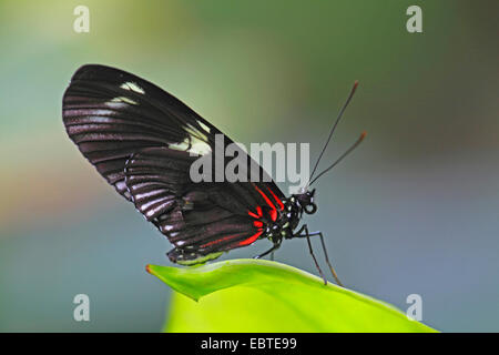 Hecales longwing, passioni flower butterfly, Tiger Longwing (Heliconius hecale), seduto su un impianto Foto Stock