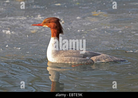 Smergo maggiore (Mergus merganser), nuoto femminile sulle sponde di un lago in corrispondenza di un bordo di una superficie di acqua, Germania Foto Stock