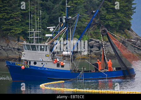 Il Salmone Sockeye, sockeye, il Salmone Kokanee, blue back (Oncorhynchus nerka), Trawler catture di Salmone Chum, STATI UNITI D'AMERICA, Alaska, Tongass National Forest Foto Stock