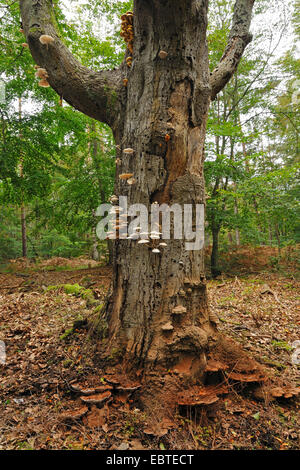 Staffa funghi su un albero morto tronco, Germania, Meclemburgo-Pomerania, Nationalpark Mecklenburg Vorpommern Foto Stock