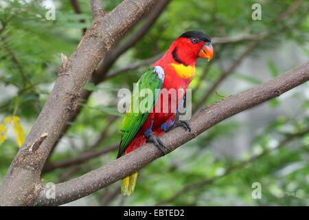 Nero-capped lory (Lorius lory), seduto su un ramo, Australia Foto Stock