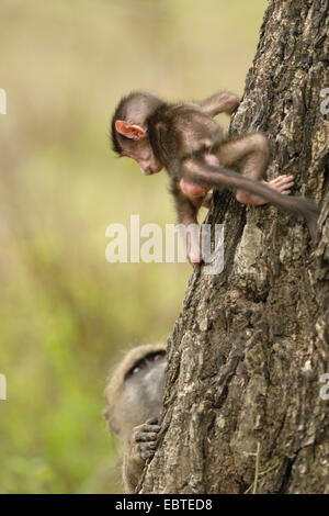 Babbuino giallo, Savannah babbuino (Papio cynocephalus), capretti arrampicate ad un tronco di albero osservate da un adulto Foto Stock