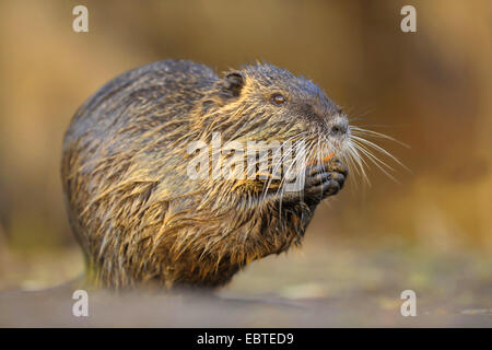 Coypu, nutria (Myocastor coypus), in piedi in acqua poco profonda Foto Stock