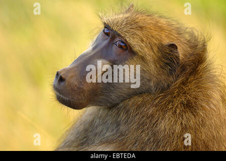 Babbuino giallo, Savannah babbuino (Papio cynocephalus), laterale verticale Foto Stock