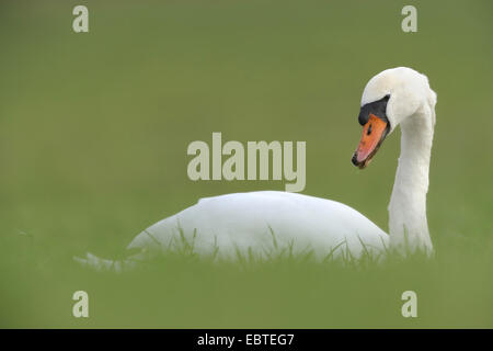 Cigno (Cygnus olor), seduti in un prato grasing, Germania Foto Stock