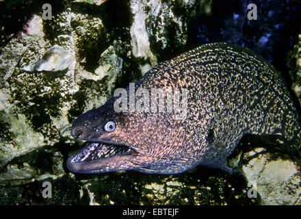 Murena mediterranea, Europeo moray (Muraena helena), presso il mare la terra, guardando fuori tra le rocce Foto Stock