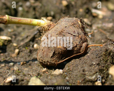 Grande (pignut Bunium bulbocastanum, Bunium bulbocastaneum), lampadina, Germania Foto Stock