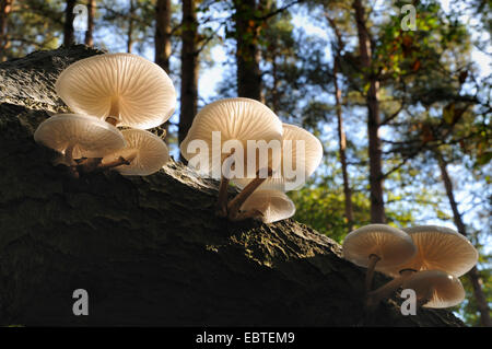 Fungo di porcellana (Oudemansiella mucida), di corpi fruttiferi in controluce, in Germania, in Renania settentrionale-Vestfalia Foto Stock