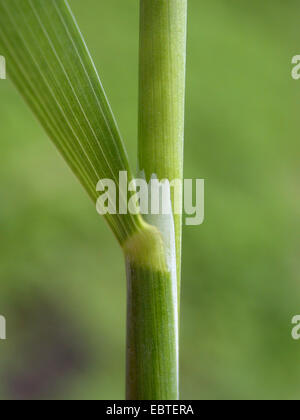 Miglio di legno, alto il miglio-erba (Milium effusum), ligula, Germania Foto Stock