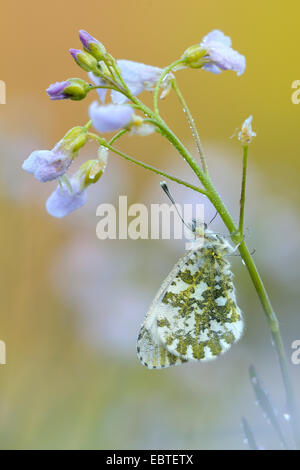 Arancio-punta (Anthocharis cardamines), seduto su un cuckooflower, Germania Foto Stock