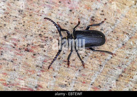 Prionus longhorn beetle, maggiore British longhorn, Tanner, Il sawyer (Prionus coriarius), seduti su legno, GERMANIA Baden-Wuerttemberg Foto Stock