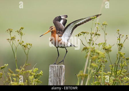 Nero-tailed godwit (Limosa limosa), lo sbarco su un palo di legno, Paesi Bassi, Texel Foto Stock