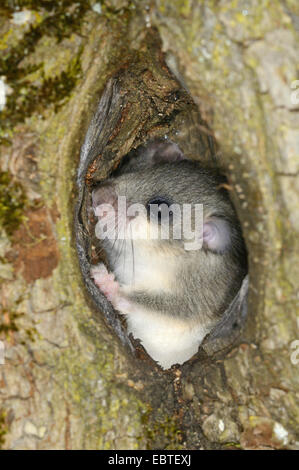 Moscardino commestibili, commestibili nessuno ghiro, grasso ghiro, scoiattolo-tailed ghiro (Glis glis), seduta in un foro albero, GERMANIA Baden-Wuerttemberg Foto Stock