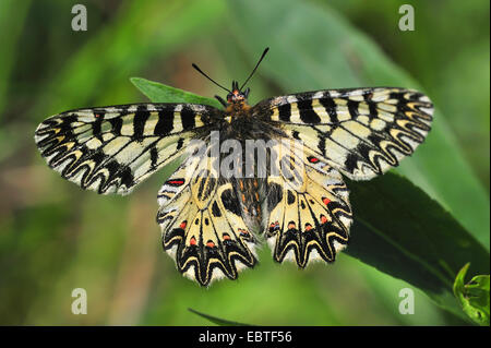 Festone meridionale (Zerynthia polissena), seduta su una foglia, Austria, Burgenland Foto Stock