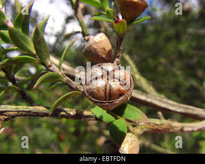 Rose a fiore tea tree (Leptospermum scoparium), frutta Foto Stock