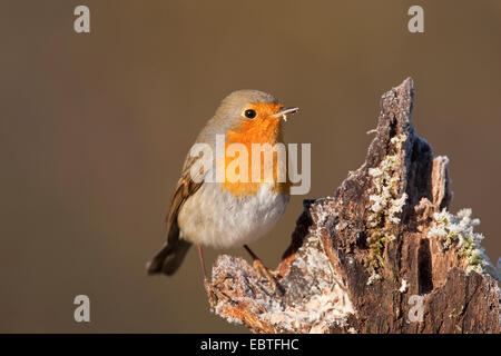 Unione robin (Erithacus rubecula), seduti su legno morto, Germania Foto Stock