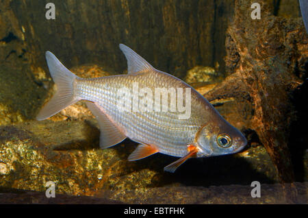 Argento, orate saraghi (Blicca bjoerkna, Abramis bjoerkna), vista laterale, Germania Foto Stock