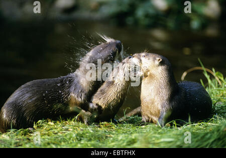 Unione Lontra di fiume, Lontra europea, lontra (Lutra lutra), giovani lontre insieme giocando, Germania Foto Stock