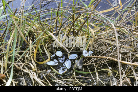 Topo muschiato (Ondatra zibethica), gusci in erba sul lungomare, Germania Foto Stock