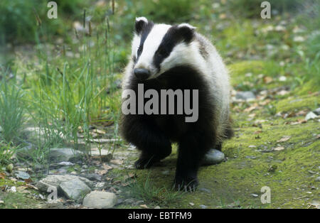 Il vecchio mondo badger, Eurasian badger (Meles meles), corsa, Germania