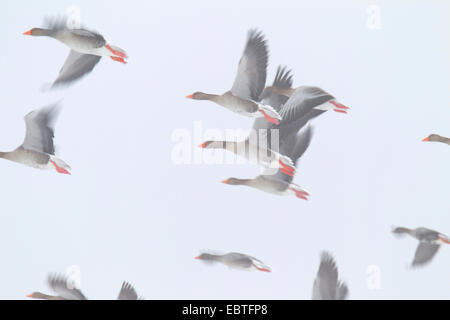 Graylag goose (Anser anser), volare, Germania, Schleswig-Holstein Foto Stock