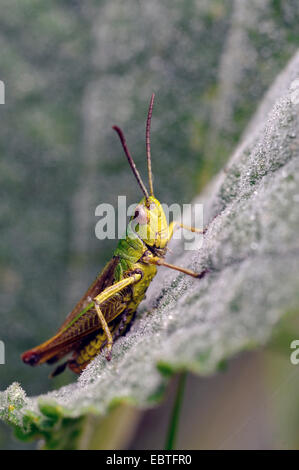 Comune Cavalletta verde (Omocestus viridulus), seduta su una foglia coperti con rugiada di mattina, in Germania, in Renania settentrionale-Vestfalia Foto Stock