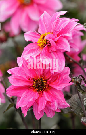 Georgina (Dahlia 'Classic Giselle', Dahlia Classic Giselle), cultivar Dahlia 'Classic Giselle' Foto Stock