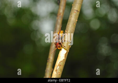 Hornet, marrone hornet, Europeo hornet (Vespa crabro), seduti a un giovane ramo di bere la linfa degli alberi, in Germania, in Renania settentrionale-Vestfalia Foto Stock