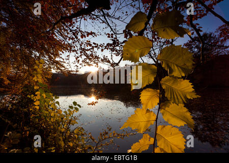 Scotch elm, Wych olmo (Ulmus glabra, Ulmus scabra), storage lago Poehl in autunno, in Germania, in Sassonia, Vogtland, Jocketa Foto Stock