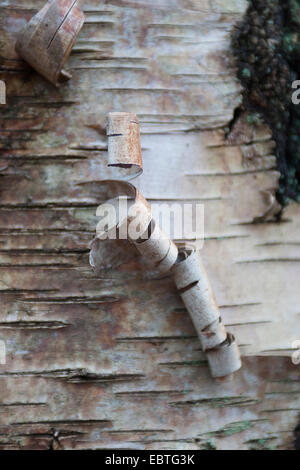 Comune di betulla, argento betulla, bianco europeo betulla, bianco (betulla Betula pendula, betula alba), corteccia, Germania Foto Stock