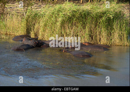 Ippopotamo, ippopotami, comune ippopotamo (Hippopotamus amphibius), gruppo di nuoto in acqua, Sud Africa, Simangalis Foto Stock