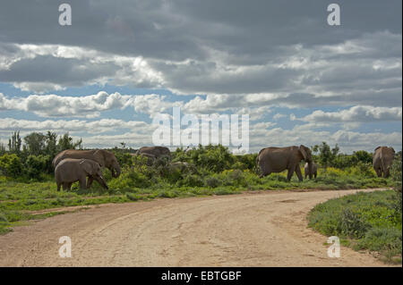 Elefante africano (Loxodonta africana), branco di elefanti waysides, Sud Africa, Eastern Cape, Addo Elephant National Park Foto Stock