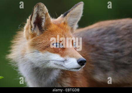 Red Fox (Vulpes vulpes vulpes), girando intorno, ritratto, Norvegia Foto Stock