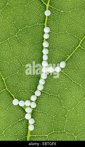 I globuli nel trattamento delle malattie nel dolce, medicina alternativa Foto Stock