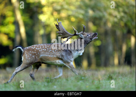 Daini (Dama Dama, Cervus dama), Adulto bull in esecuzione su un prato a solchi stagione in seguito un rivale, in Germania, in Renania settentrionale-Vestfalia Foto Stock