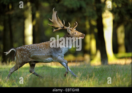 Daini (Dama Dama, Cervus dama), Adulto bull in esecuzione su un prato a solchi stagione in seguito un rivale, in Germania, in Renania settentrionale-Vestfalia Foto Stock