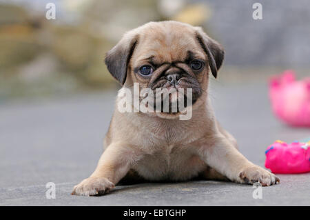 Pug (Canis lupus f. familiaris), cucciolo che giace accanto a giocattoli, Germania Foto Stock