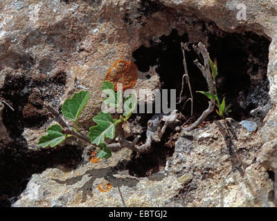 La figura commestibili, comune fig (Ficus carica), selvatici in una crepa di pietra, Grecia, Peloponnes Foto Stock