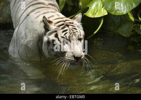 Tigre del Bengala (Panthera tigris tigris), il Bengala Tigre Bianca in piedi in acqua e bere Foto Stock