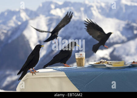 Gracchio alpino (Pyrrhocorax graculus), rubando il pancake da una piastra, Austria Foto Stock