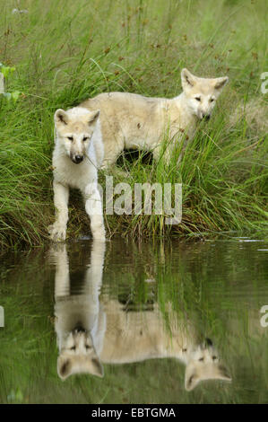 Arctic Wolf, tundra lupo (Canis lupus albus, Canis lupus arctos), wolf cub sul lago Foto Stock