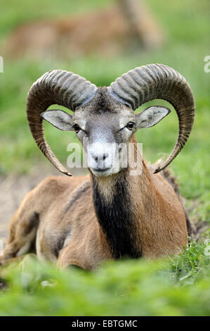 Muflone (Ovis musimon, Ovis gmelini musimon, Ovis orientalis musimon), giacente in un prato Foto Stock