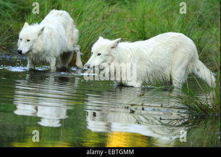 Arctic Wolf, tundra lupo (Canis lupus albus, Canis lupus arctos), due arctic wolfes in piedi in acqua poco profonda Foto Stock