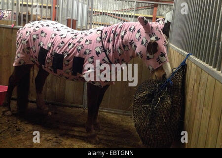 Hay-on-Wye, Wales, Regno Unito 4 Dic 2014 Cavallo pronti per letto avvolto in un onesie per mantenere il mare caldo durante la magia del freddo gelido meteo. Credito: f8 immagini/Alamy Live News Foto Stock