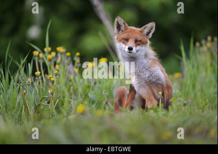 Red Fox (Vulpes vulpes vulpes), seduta in prato e graffi, Norvegia Foto Stock