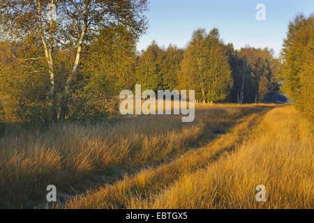 Passare tra le betulle ed oltre il cotone-erba in moro, Germania, Bassa Sassonia, Rehdener Geestmoor, Rehden Foto Stock