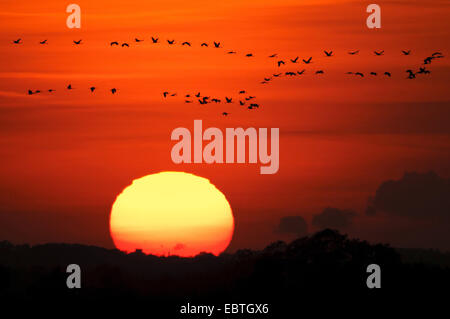 Gru comune (grus grus), gregge battenti di fronte al tramonto, Germania, Bassa Sassonia, Goldenstedter Moor Foto Stock