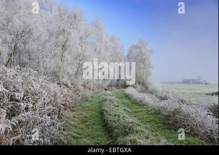 Moor paesaggio in inverno, Germania, Bassa Sassonia, Goldenstedter Moor Foto Stock