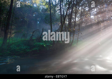 Raggi di sole a forest creek, in Germania, in Sassonia, Vogtland, Triebtal Foto Stock